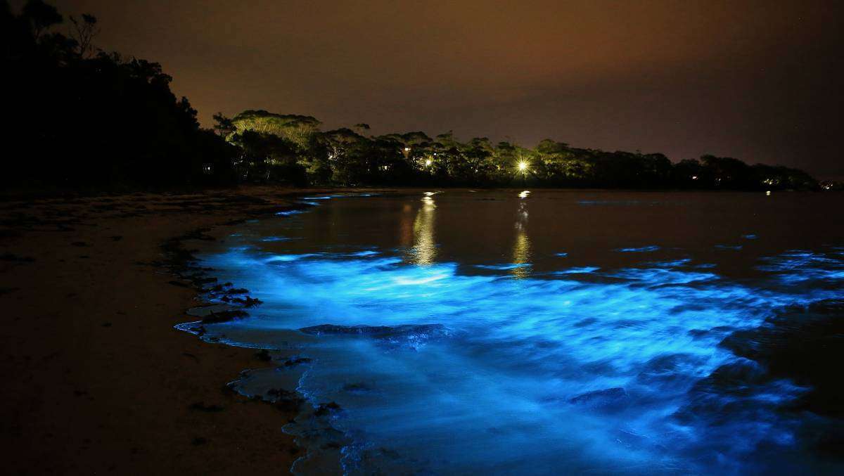 Luminous Lagoon Tour from Montego Bay