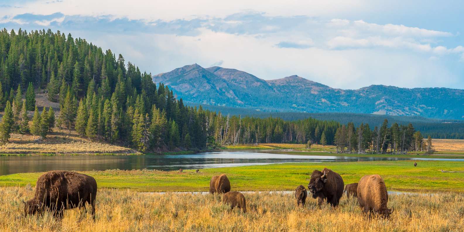Wildlife Corridors