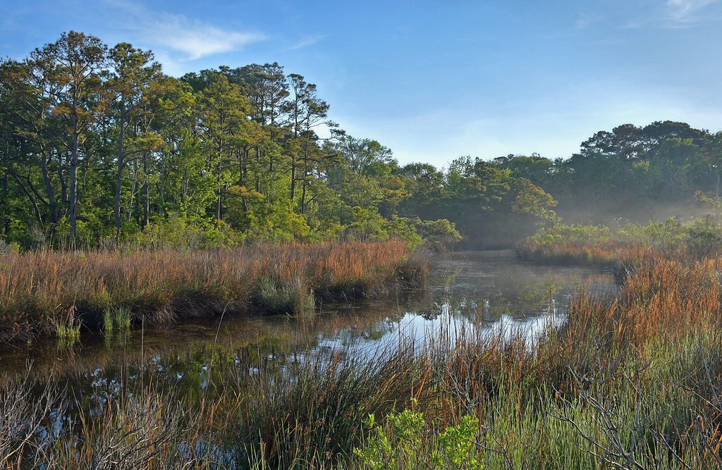 Maritime Forest