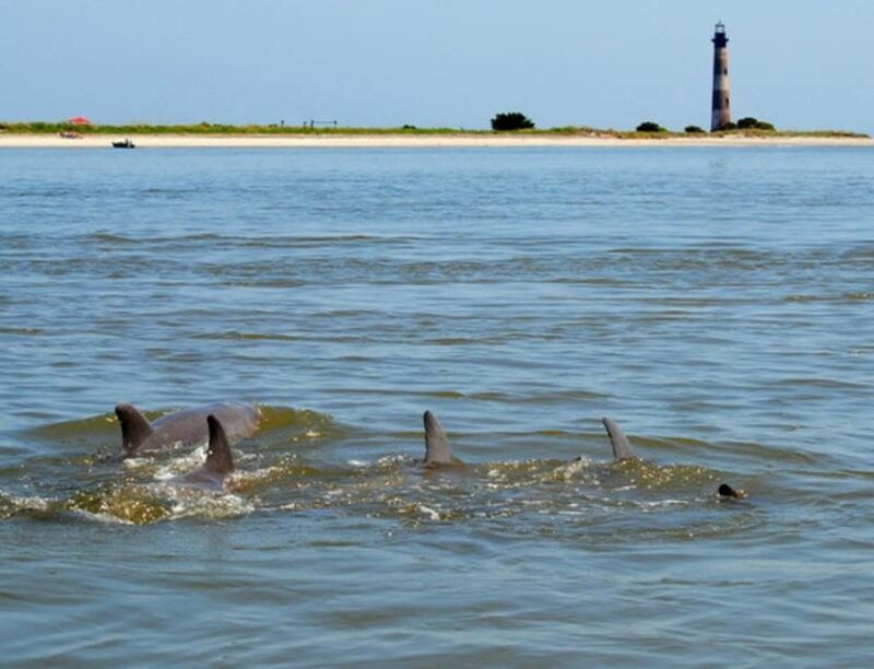 Your experience at Morris Island Boat Tour