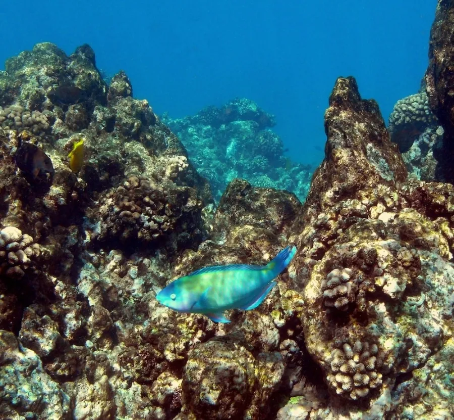 Your experience at Costa Teguise Snorkeling