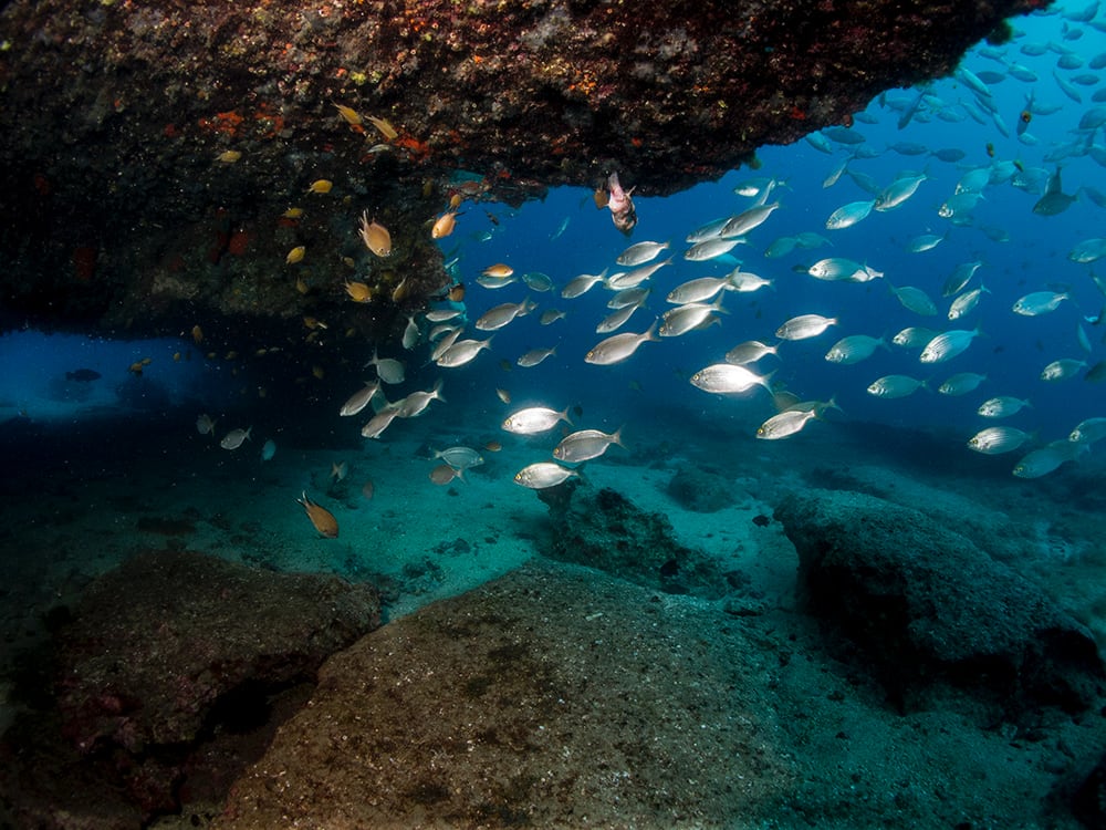 Costa Teguise Snorkeling in Clear Atlantic Waters