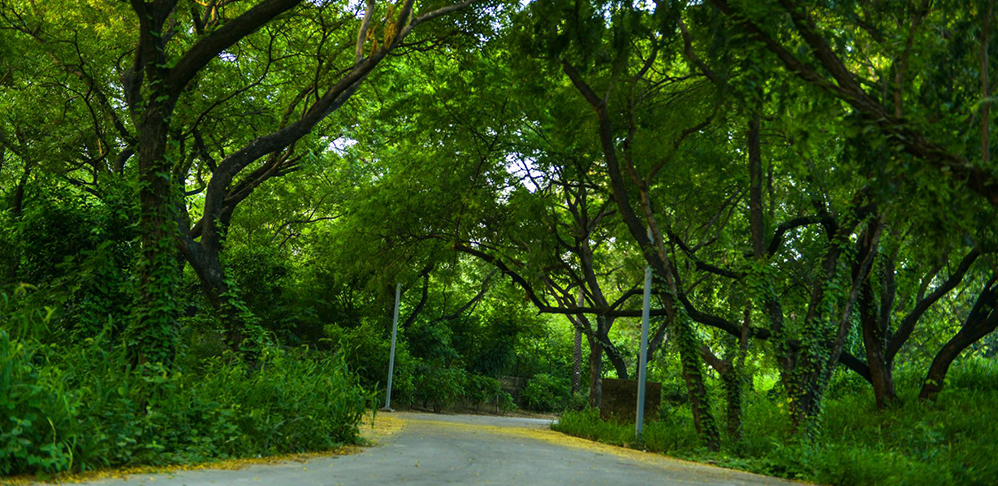 Arboretum & Wilderness Zone