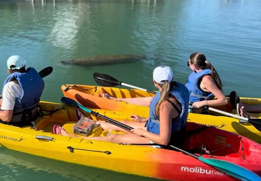 Anna Maria Island Manatee Kayak Tour