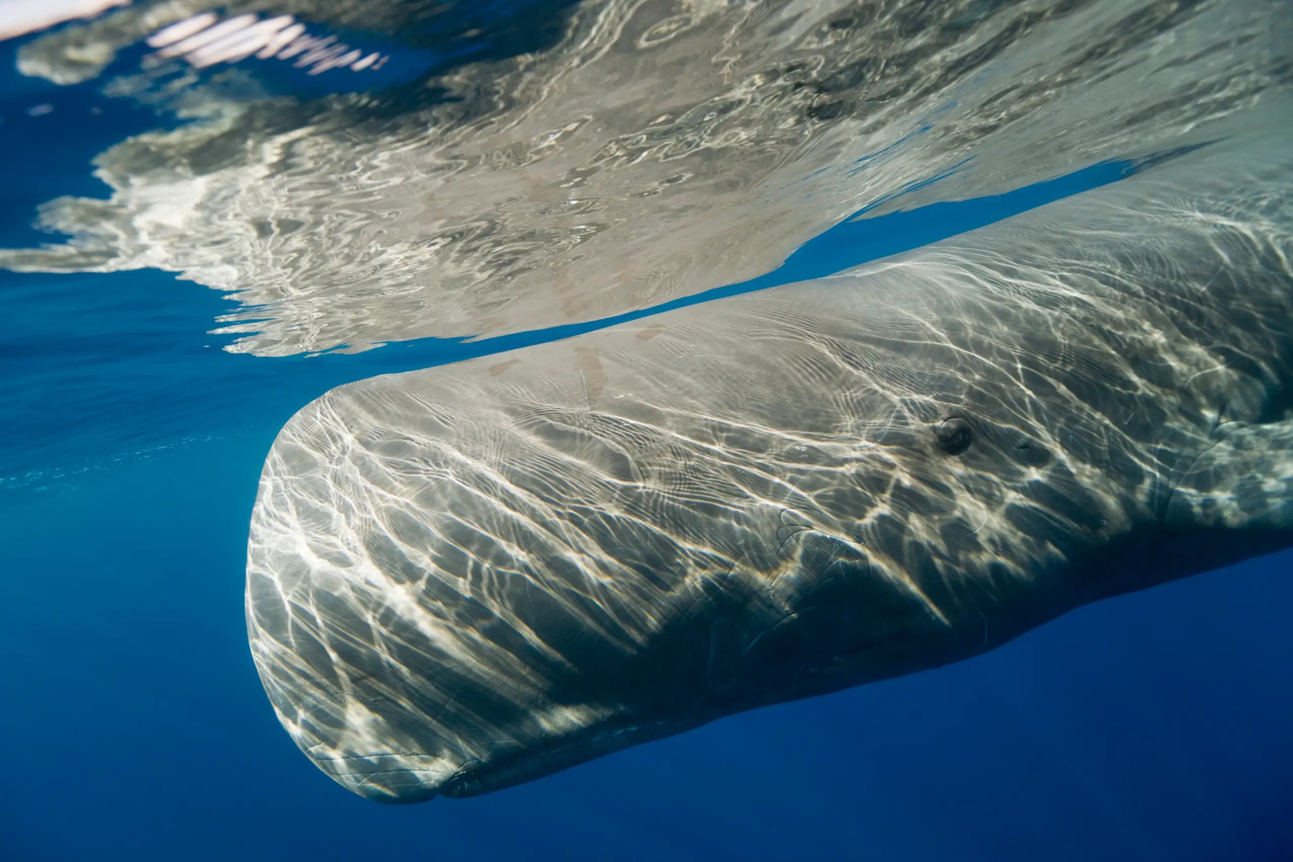 Sperm Whale Season Azores