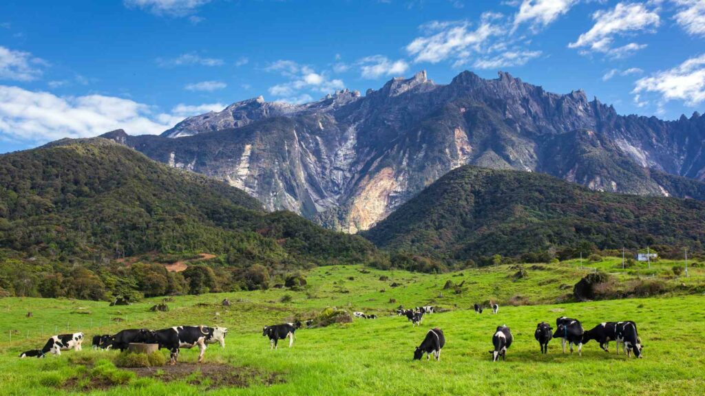 Desa Dairy Farm