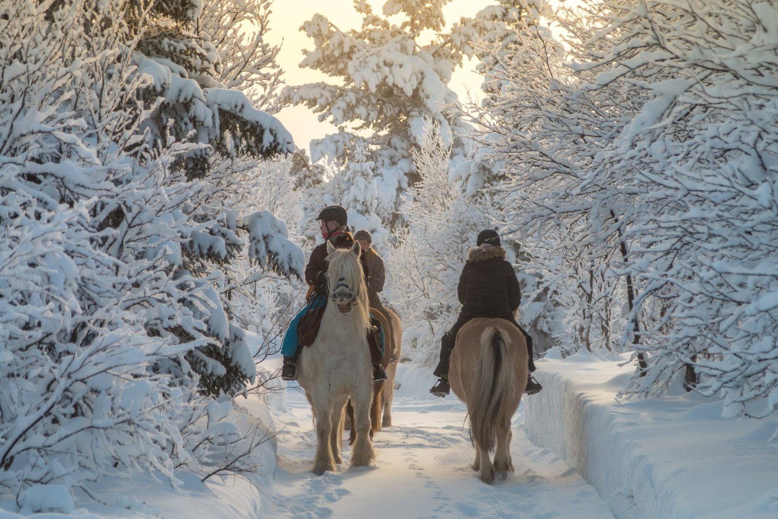 Almaty Horse Riding Winter