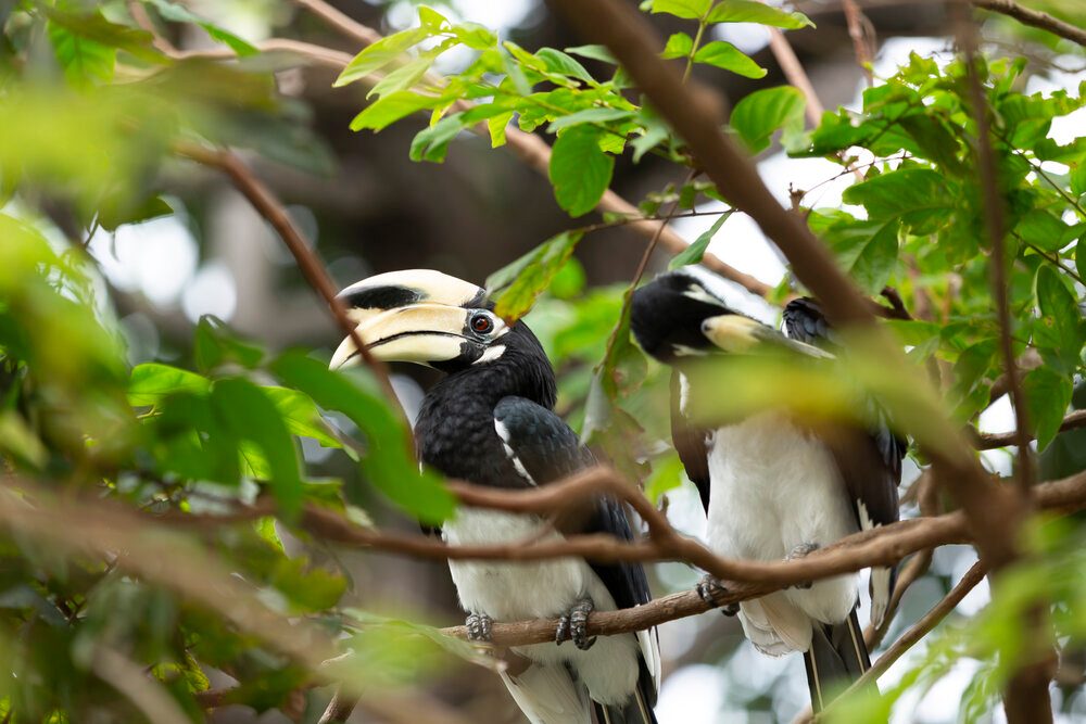 Hornbill Conservation Area