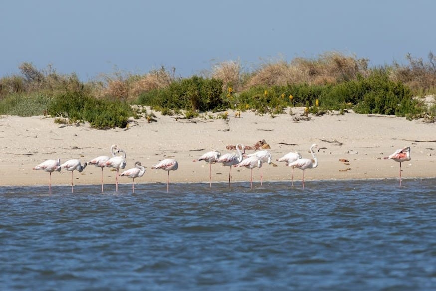 Lisbon Tagus Estuary Nature Reserve Birdwatching Boat Tour