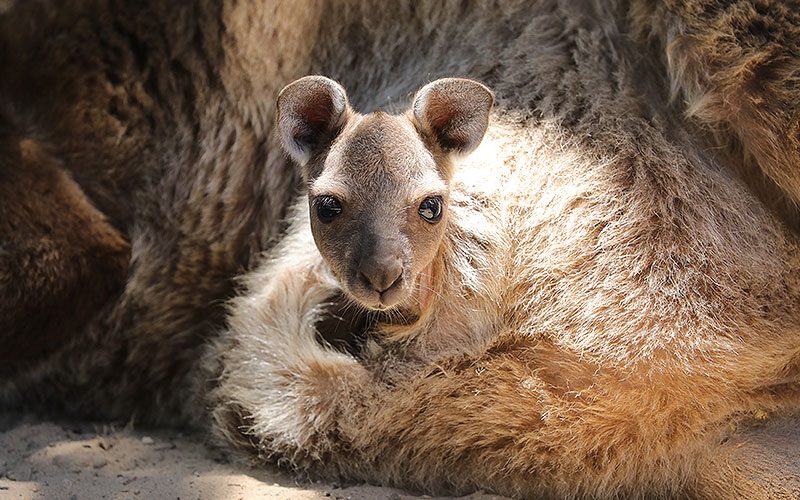 Urimbirra Wildlife Park