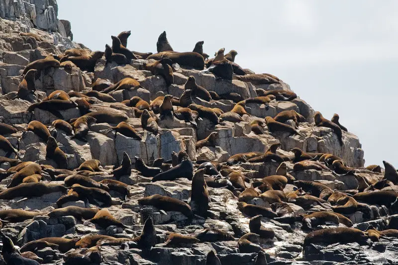 Seal Island