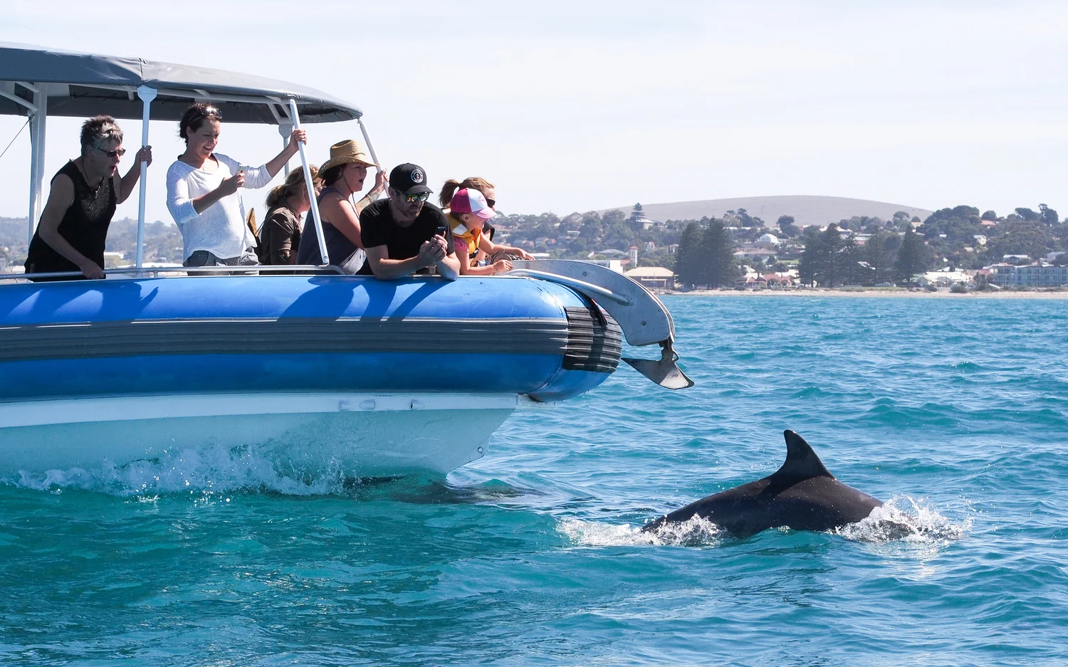 Seal Island Boat Tour From Victor Harbor