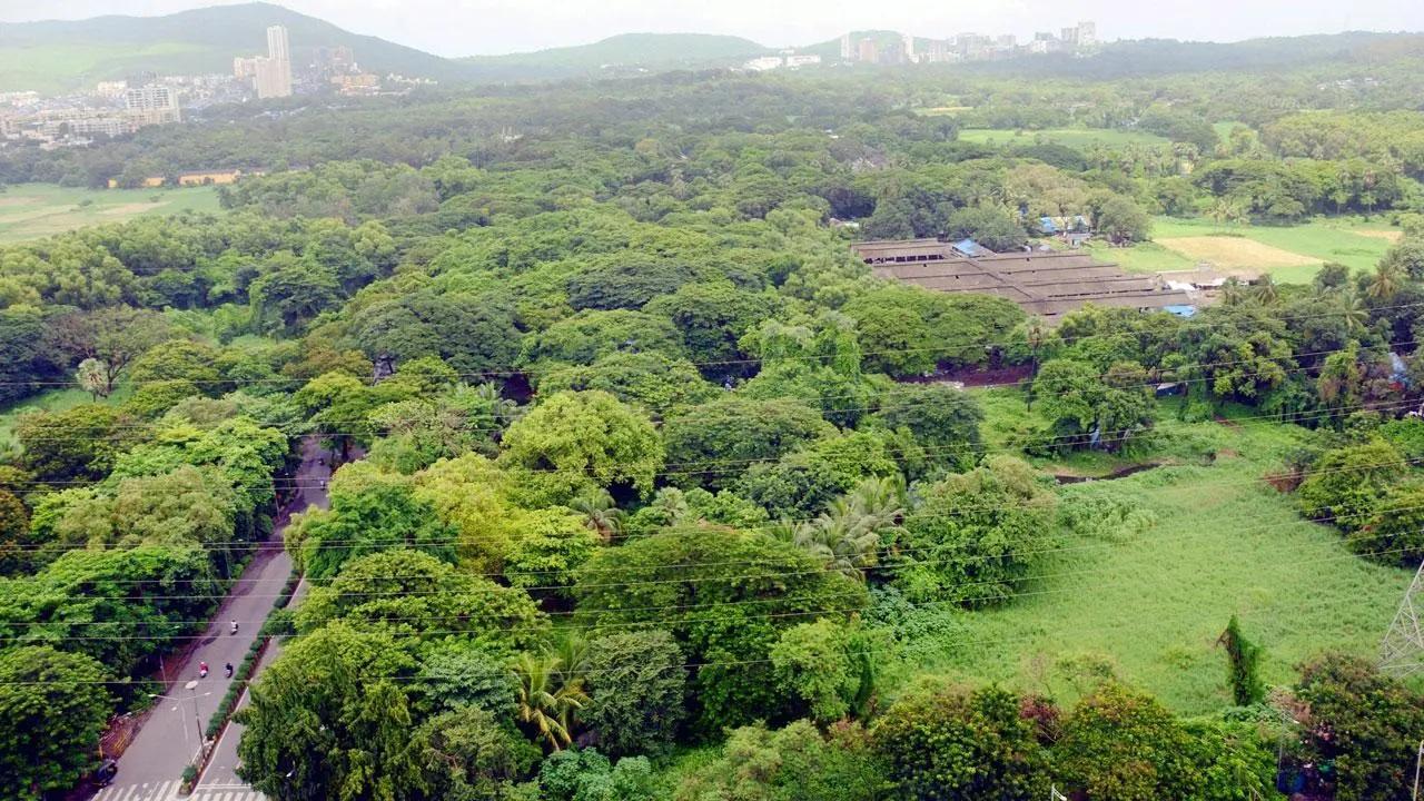 Aarey Milk Colony