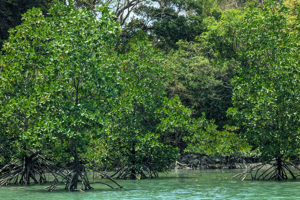 Mangrove Entry Channel