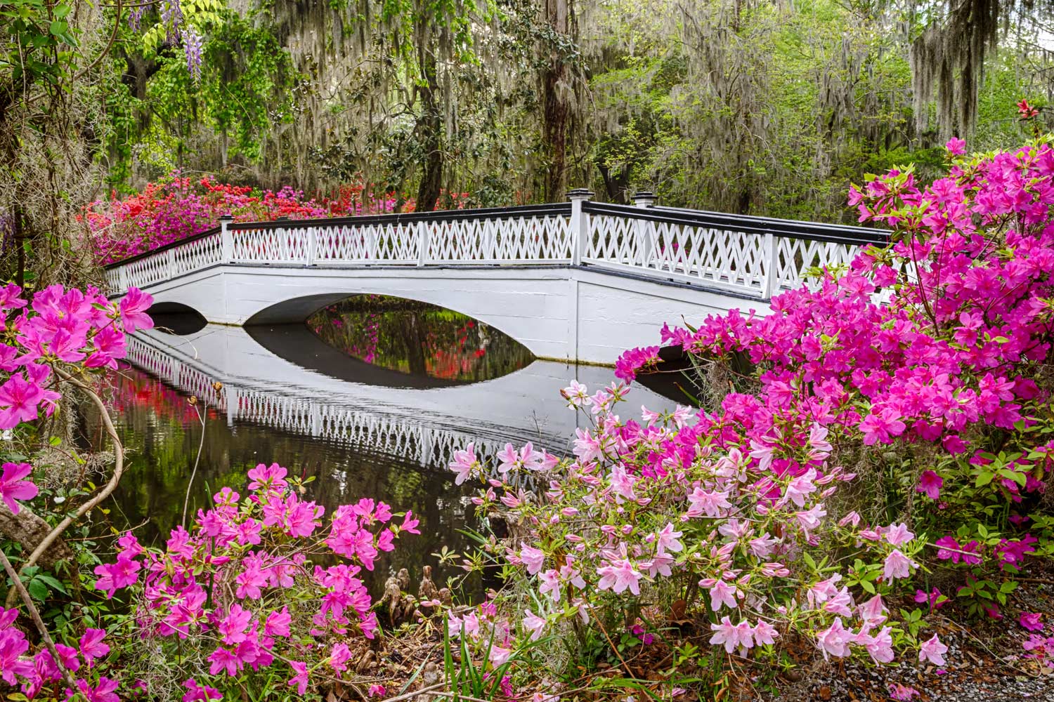 Magnolia Plantation and Gardens — Tour e biglietti