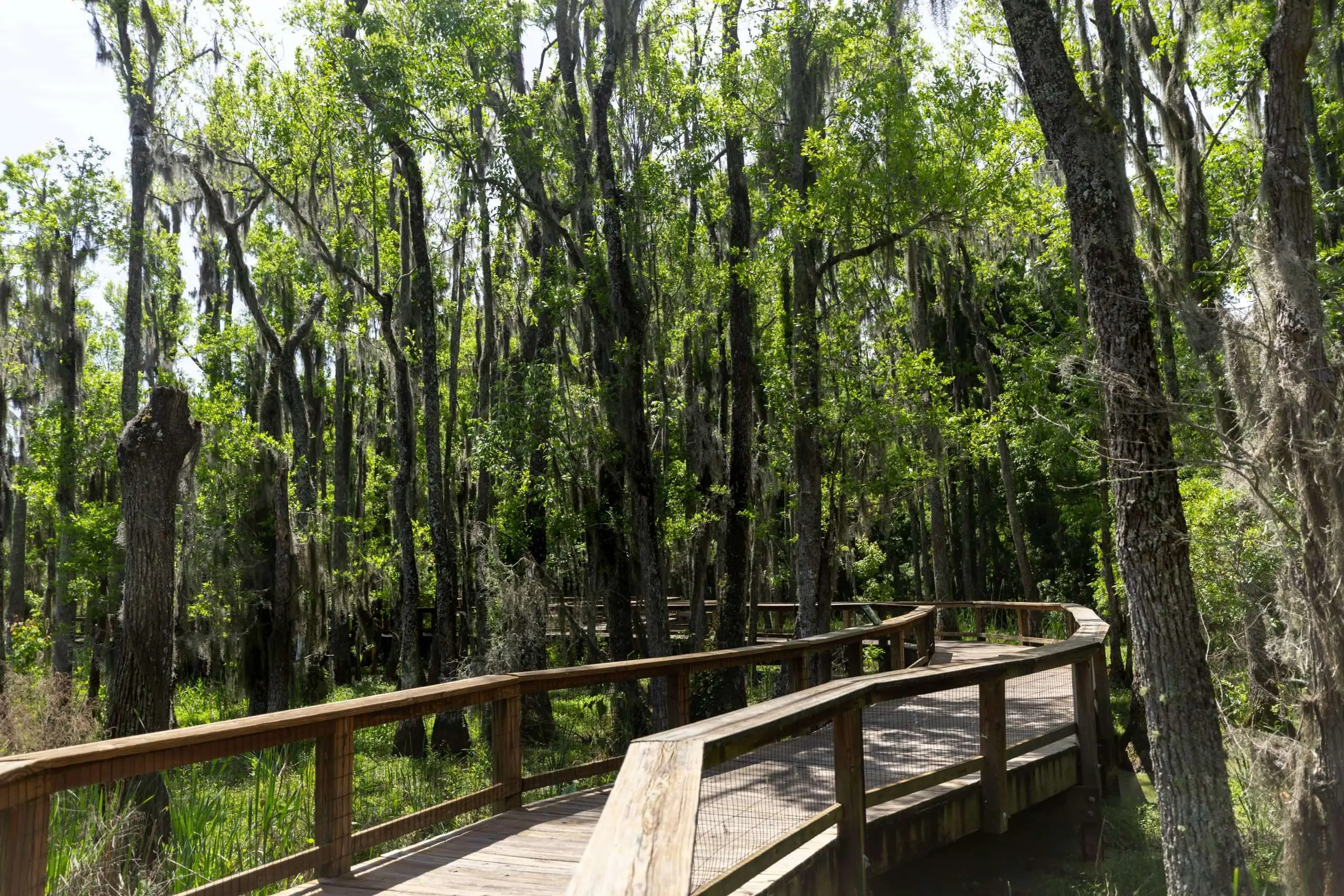 Passerella dell'Audubon Swamp Garden