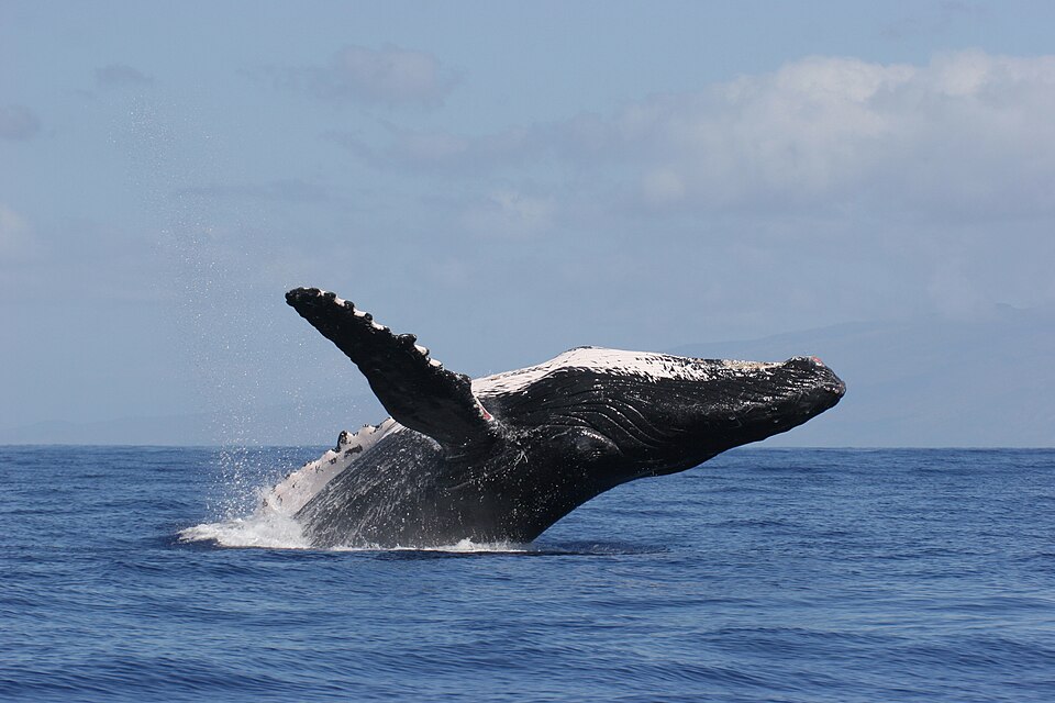 Kalbarri Whale Watching Season
