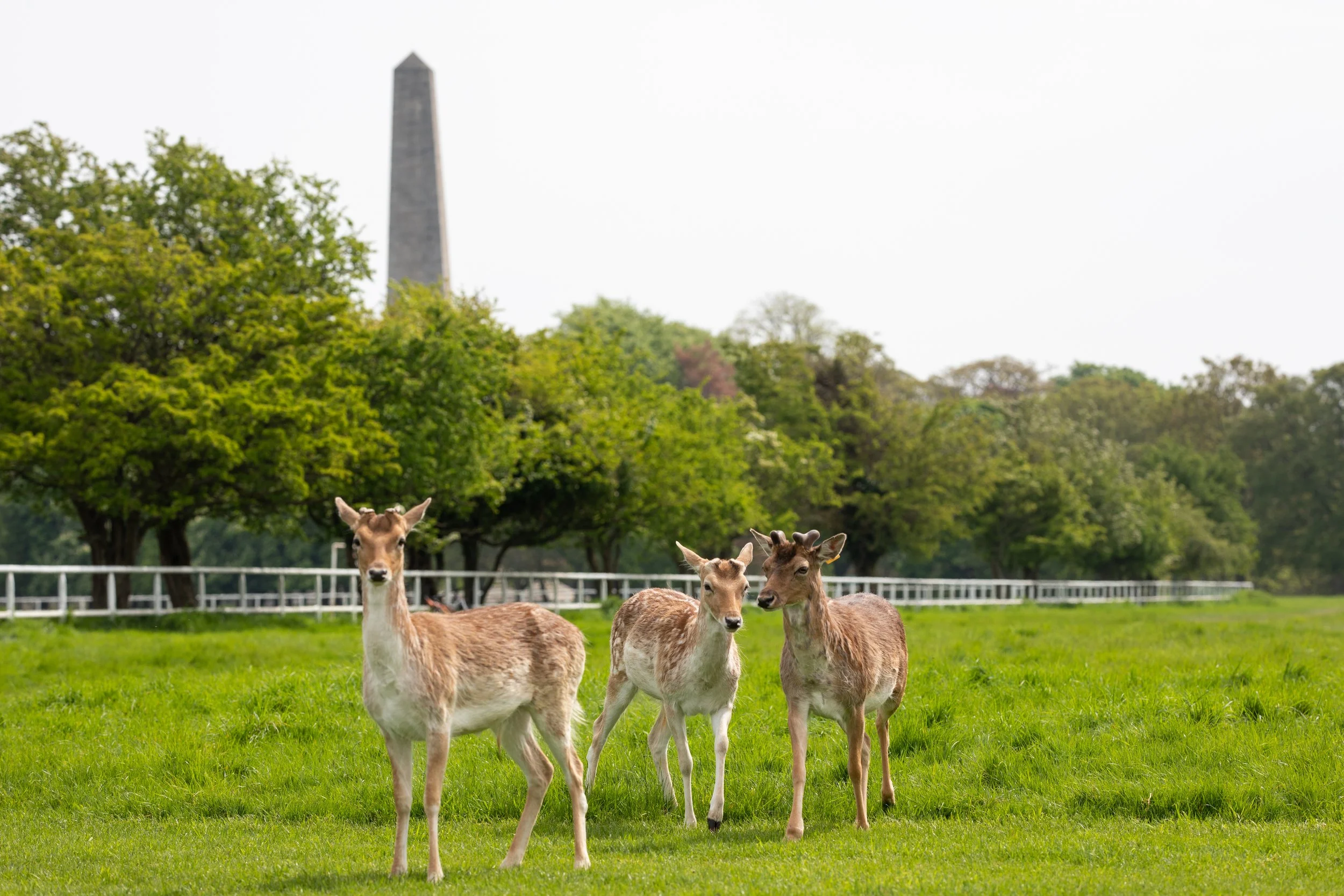 Phoenix Park