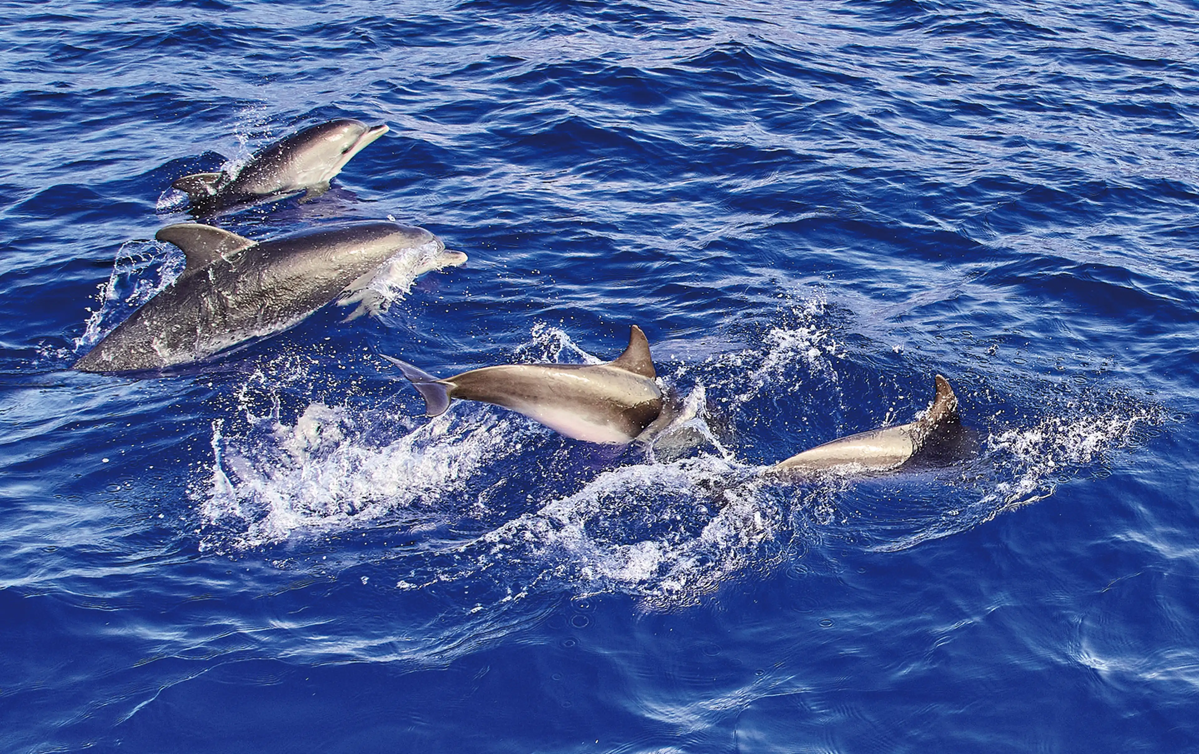 Dolphin Watching Vodice