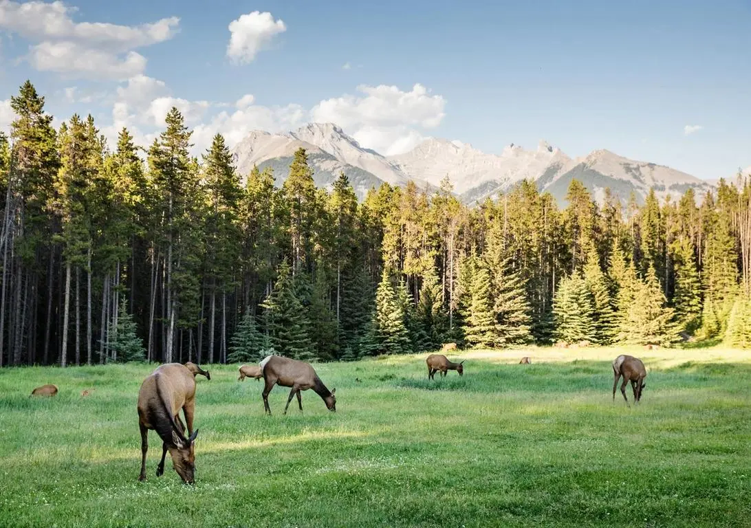 What Animals Live in Banff National Park
