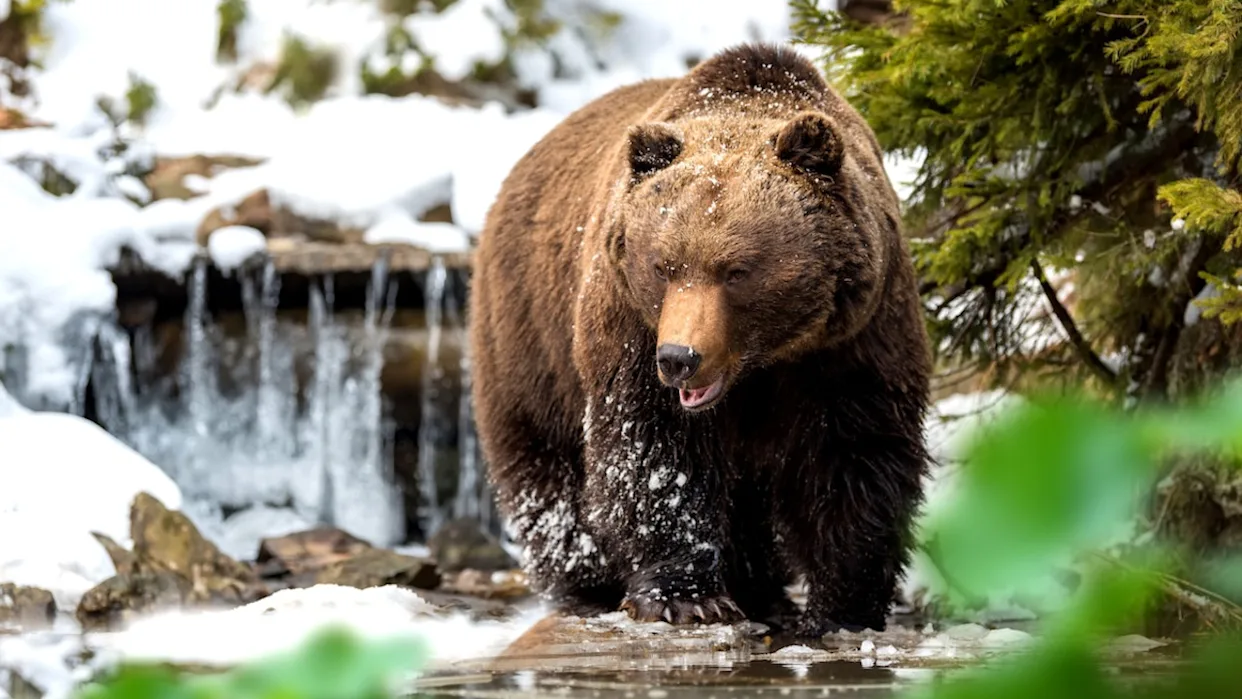 Are There Bears in Banff National Park