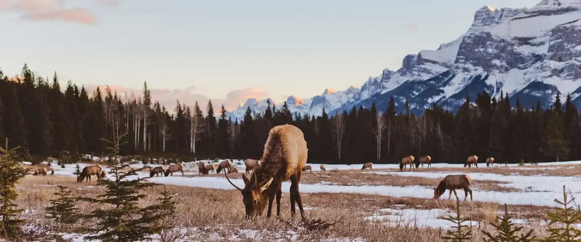 Banff Evening Wildlife Safari Reviews