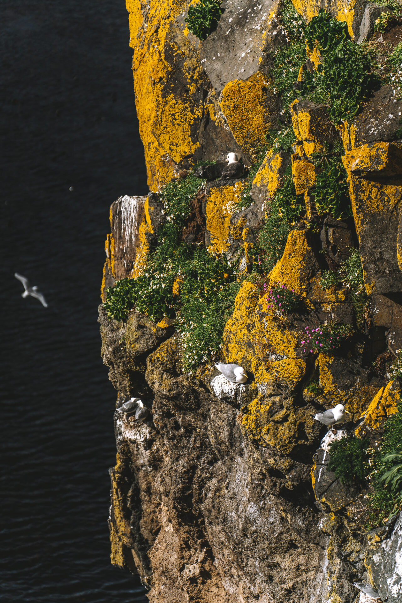 Coastal Cliff Path