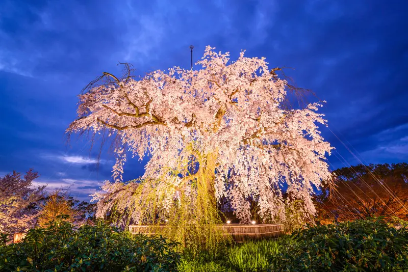 Maruyama Park