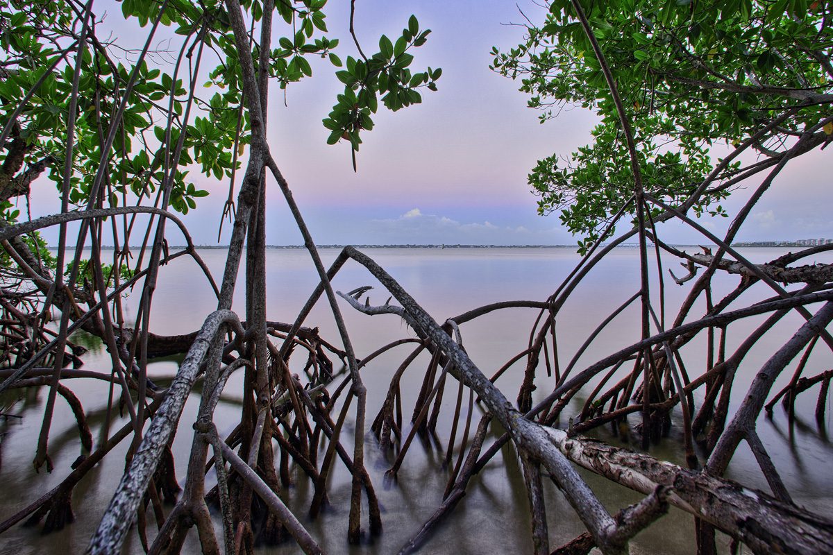 Intracoastal Mangrove Trails