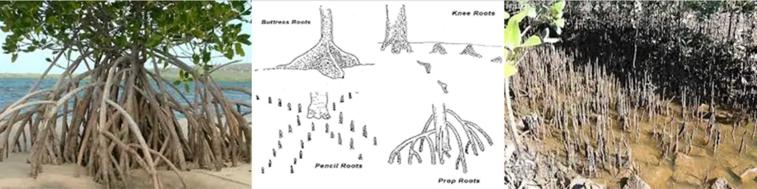 Intracoastal Mangroves