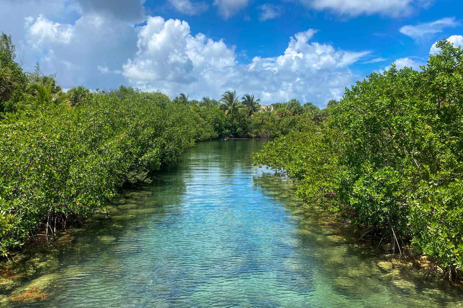 Intracoastal Waterway Mangroves