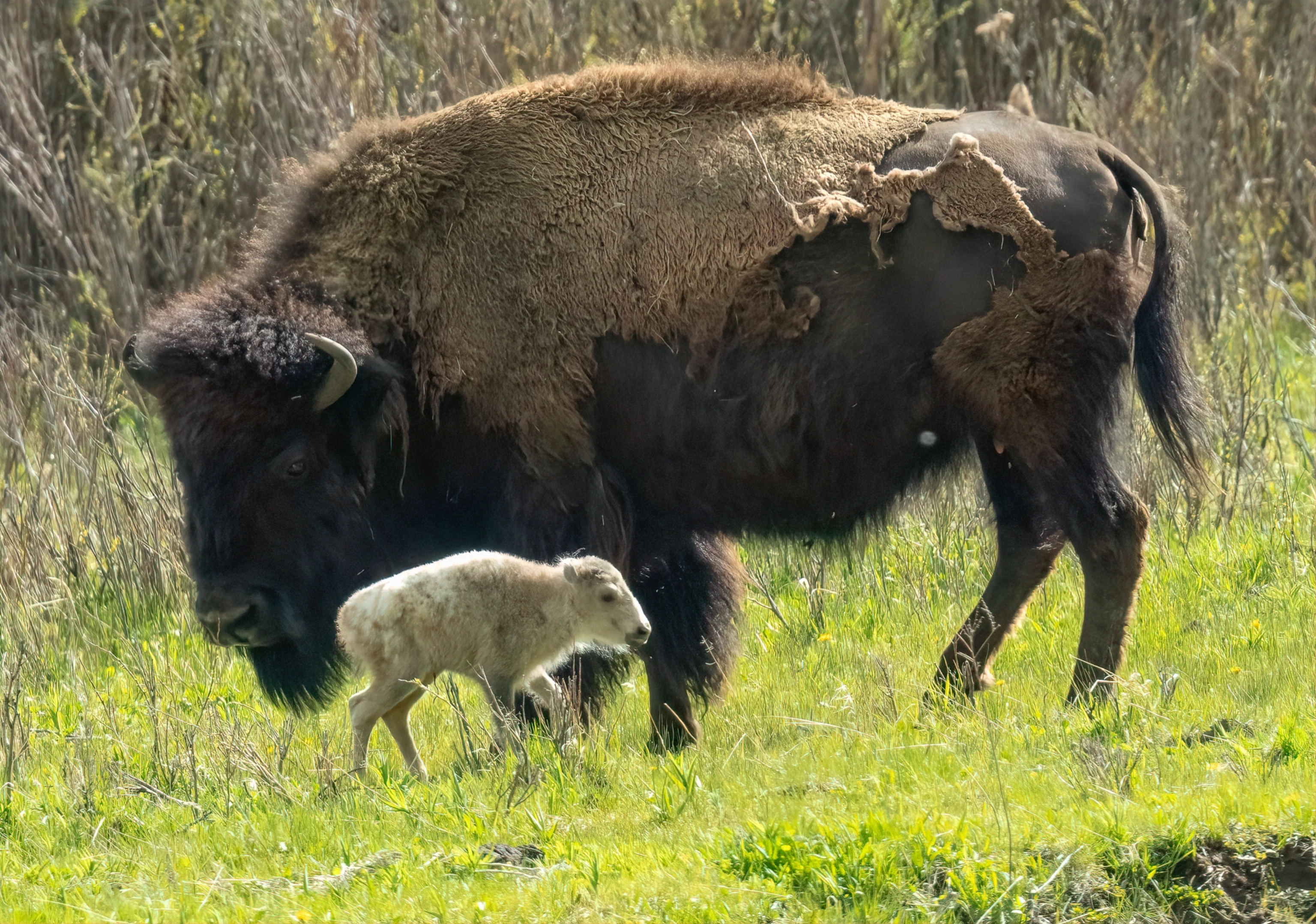 Is June a Good Time to Visit Yellowstone
