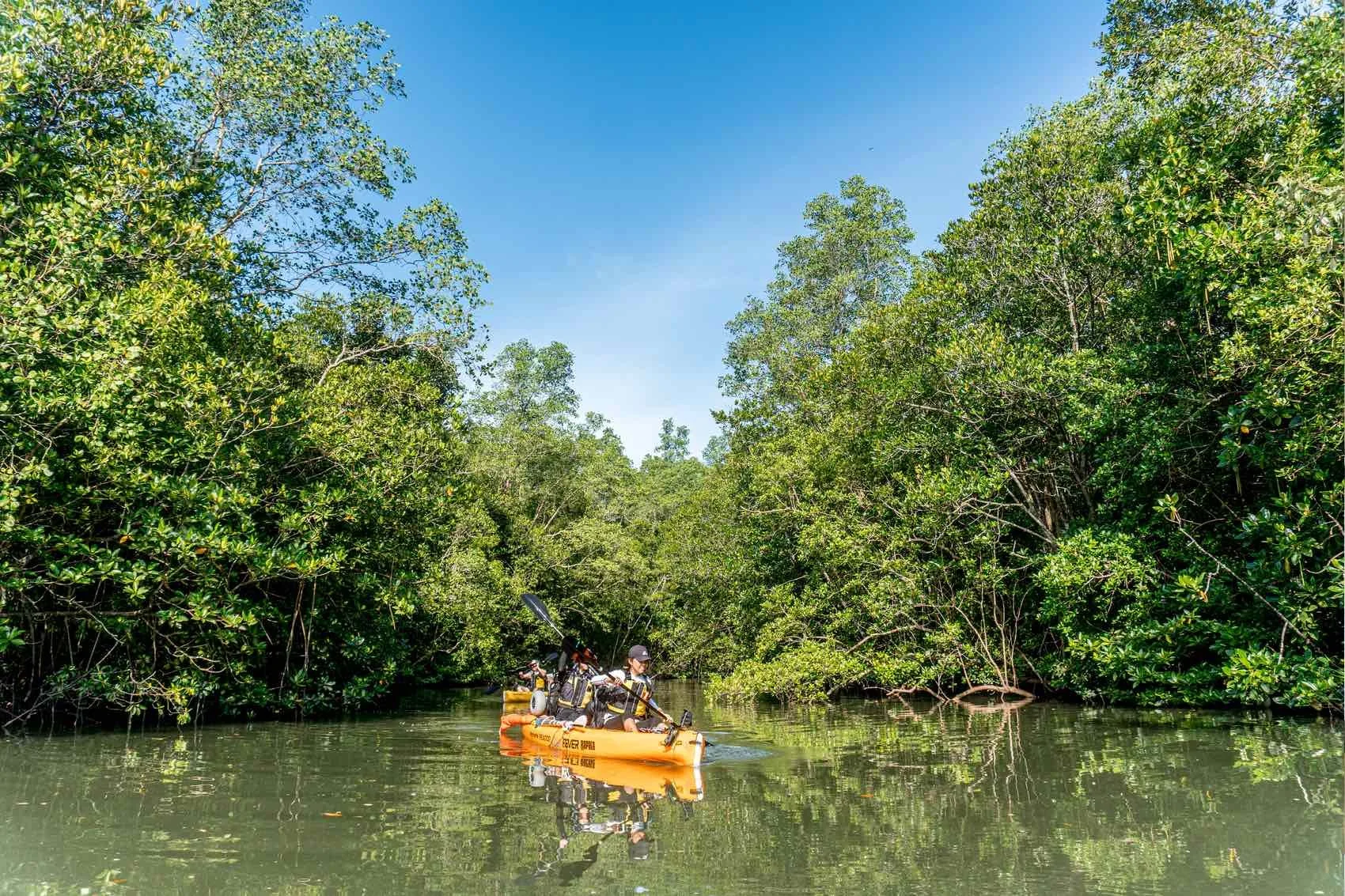 Pulau Ubin Mangrove Kayaking