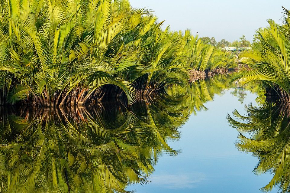 Nipa Palm Clusters