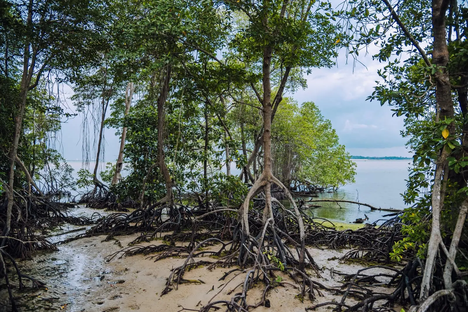 Mangrove Root Systems