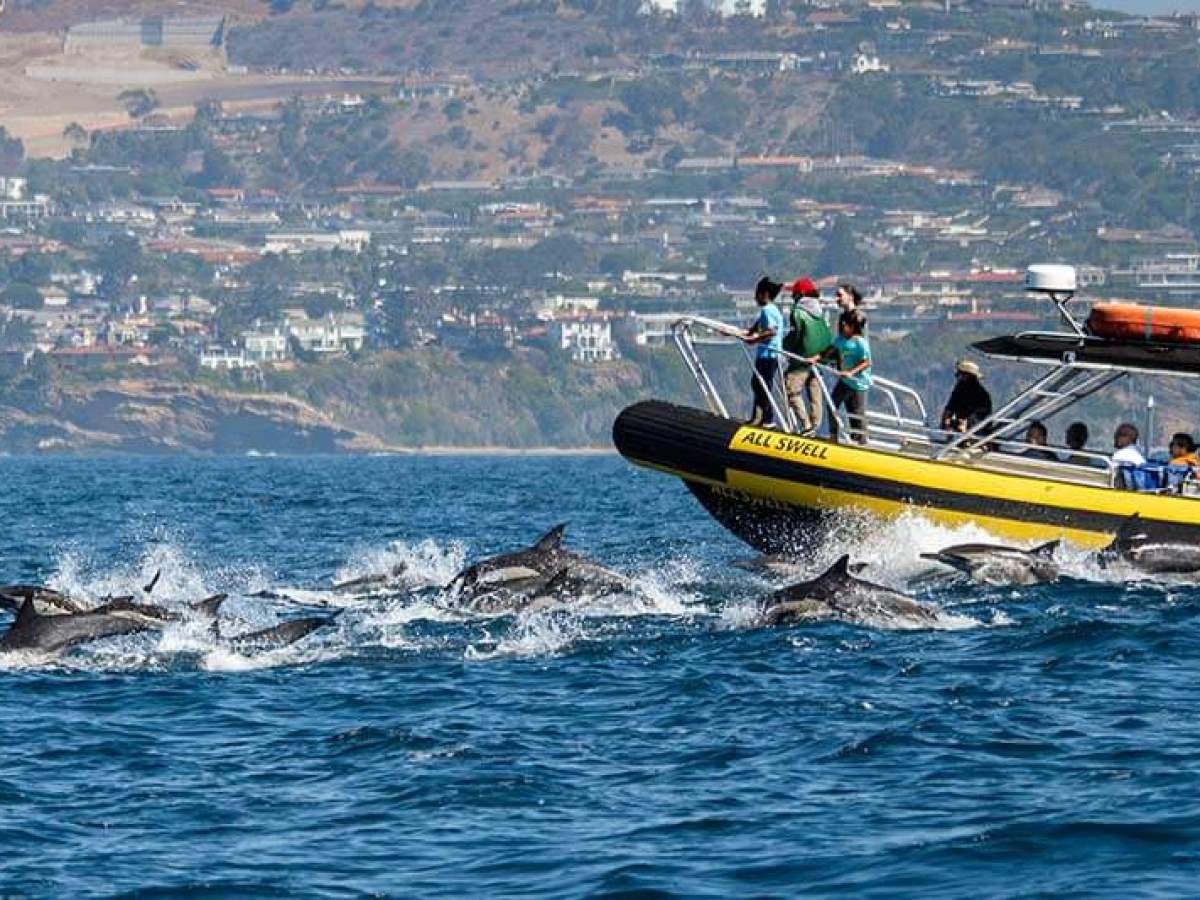 Azores Whale Watching
