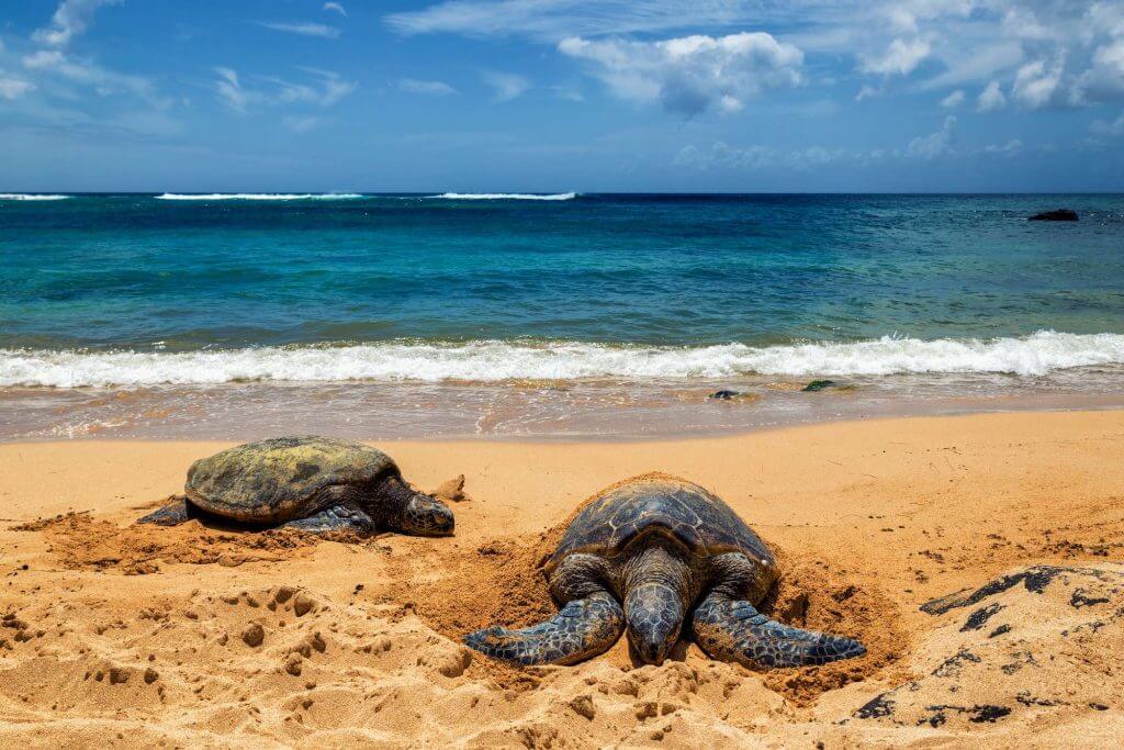 Laniakea Beach