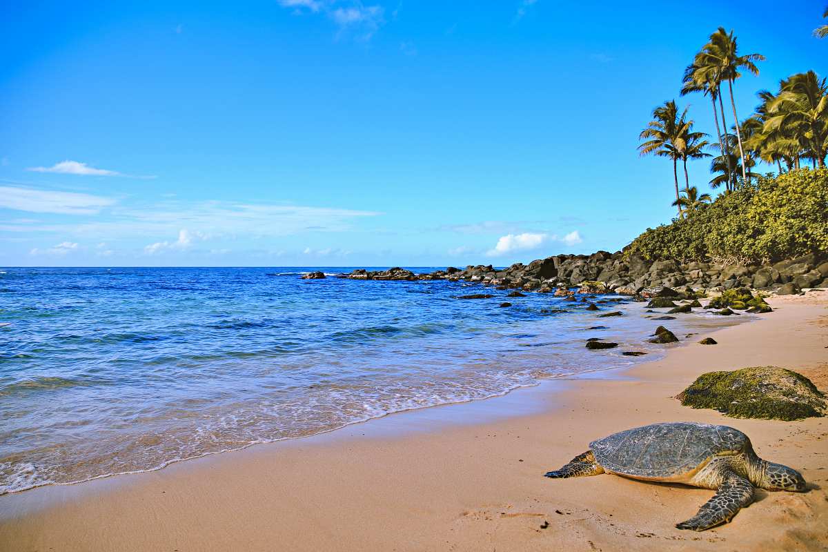 Laniakea Beach