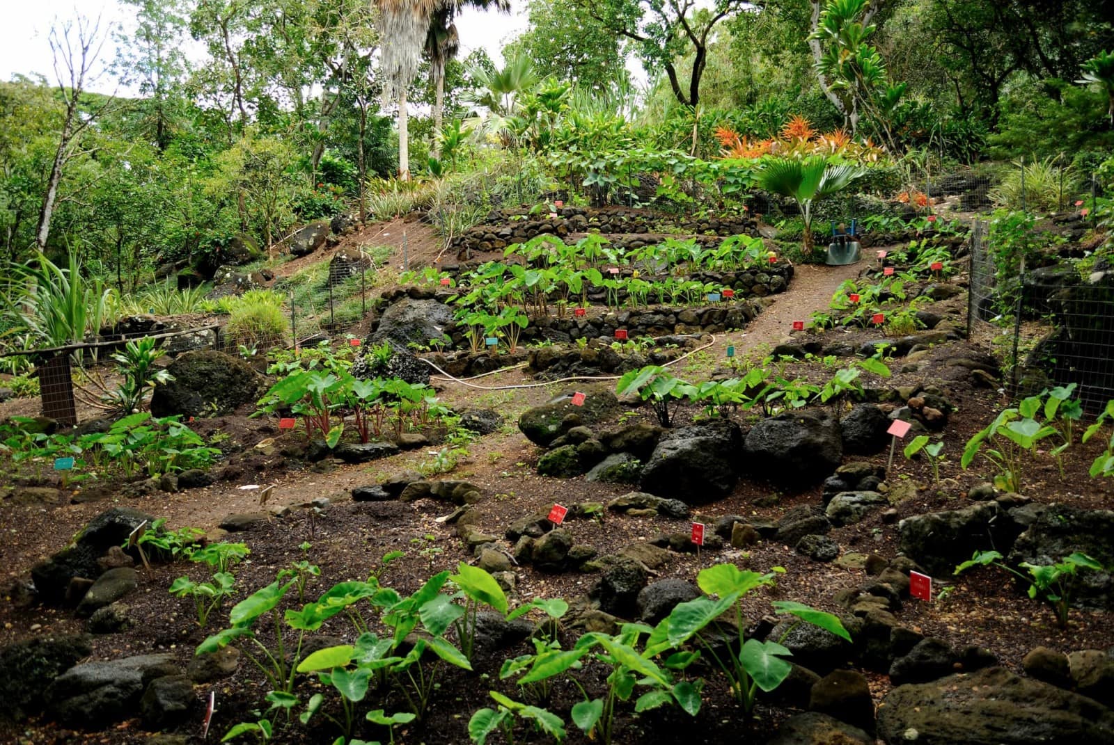 Waimea Botanical Collections