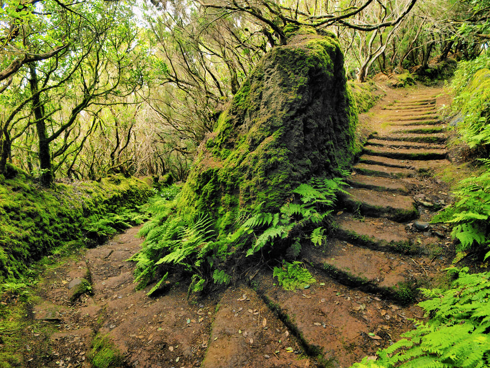 Laurissilva Ravine Section