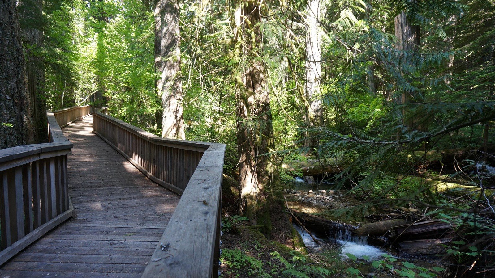 Boardwalk Forest Canopy