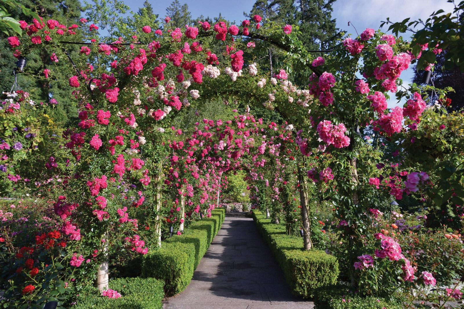 Rose Garden
