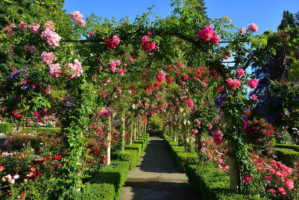 Rose Garden Archway