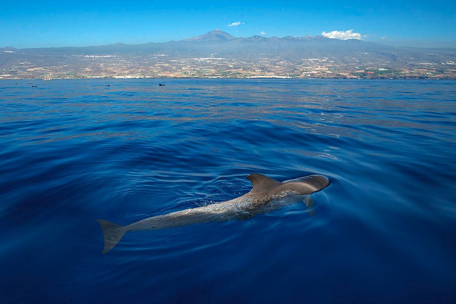 Tenerife Los Gigantes Whale Watching