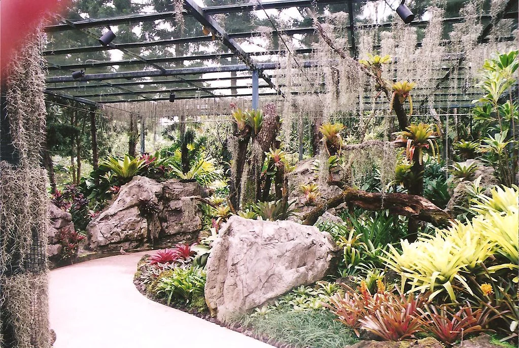 Yuen Peng McNeice Bromeliad Collection
