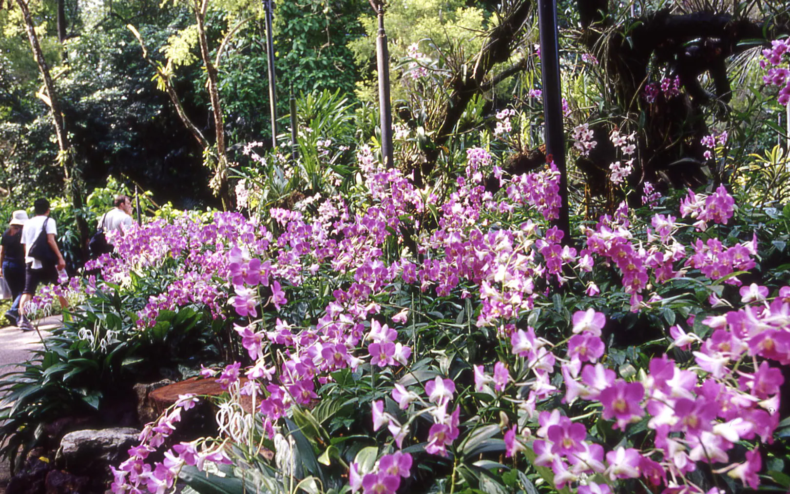 Seasonal Hillside Display