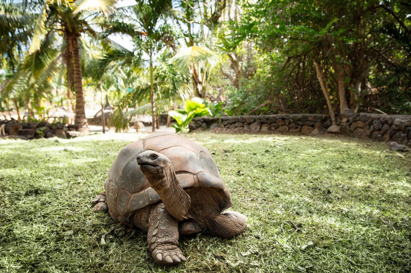 Tortoise Sanctuary