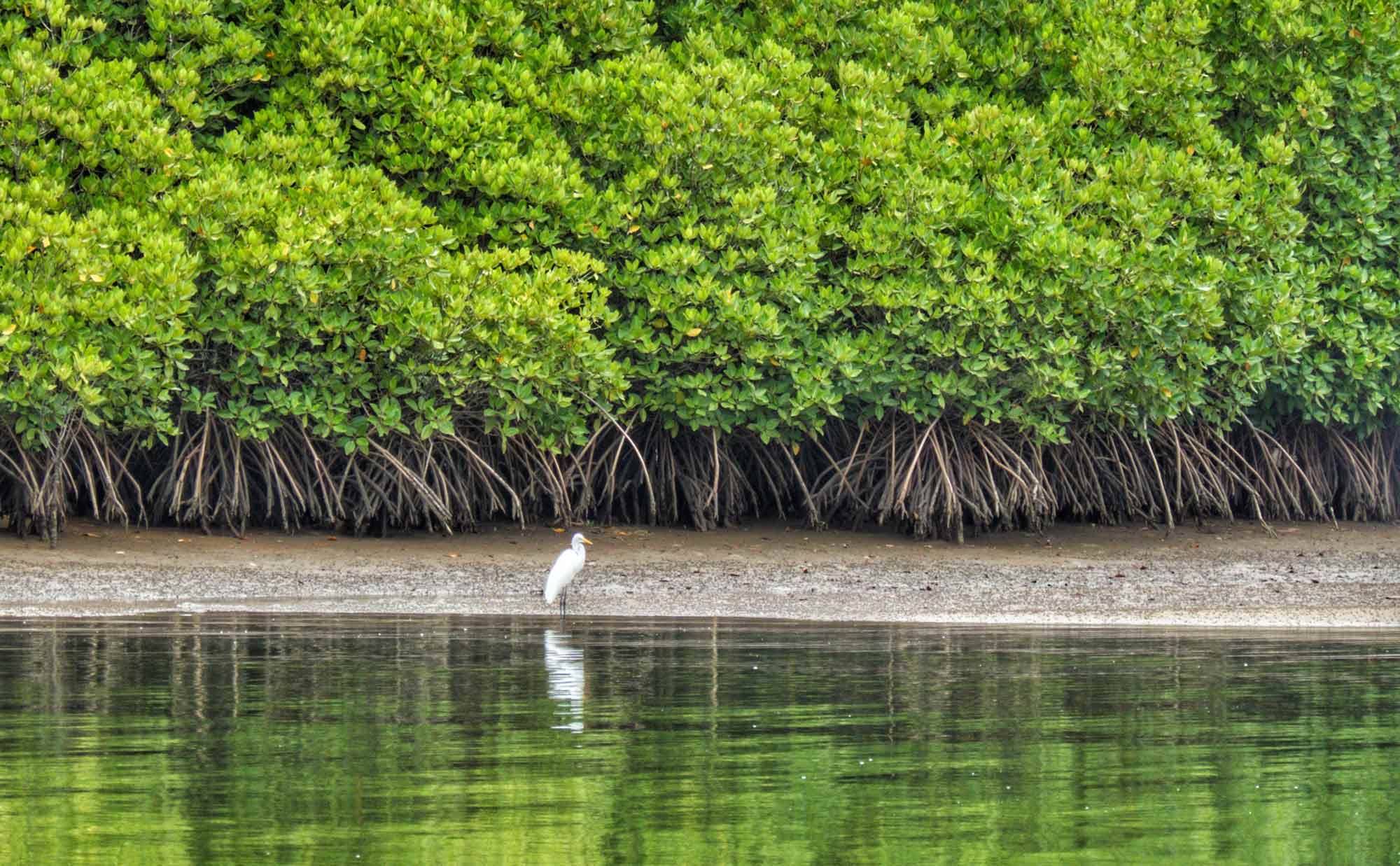 Mangrove Ecosystem