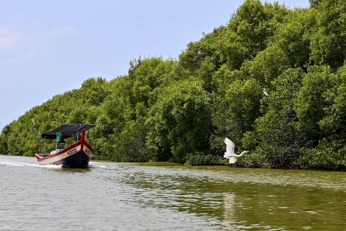 Mangrove Transition Zone