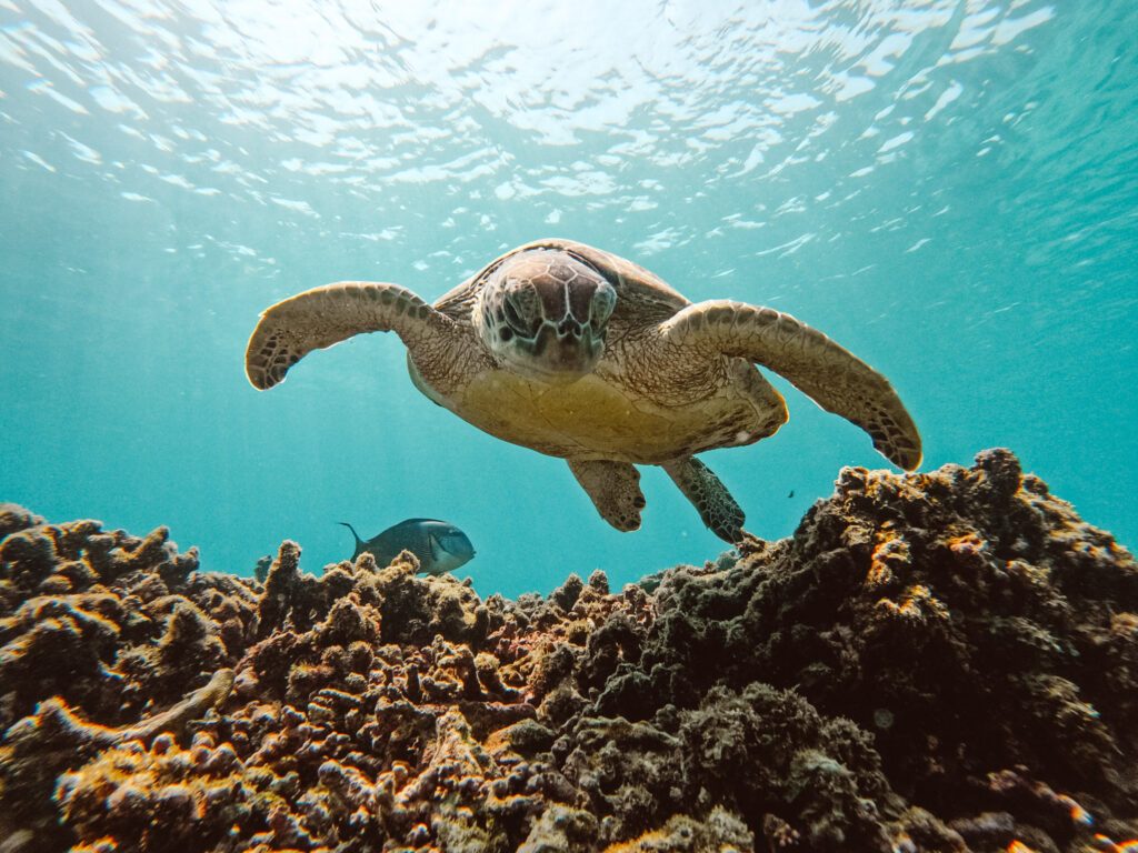 Turtle Nesting Beaches